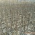 【毛桃树苗】80cm以上河南南阳苗木基地直供品质保证存