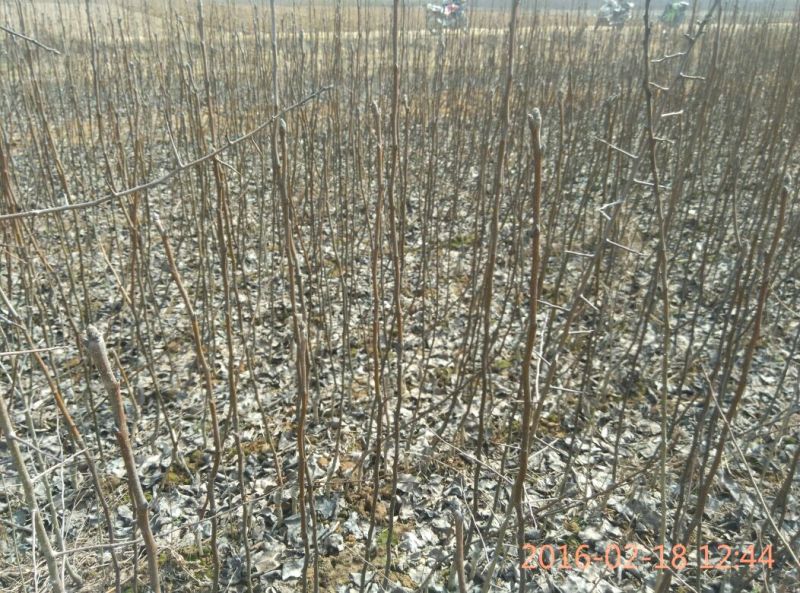 【毛桃树苗】80cm以上河南南阳苗木基地直供品质保证存