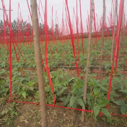 河南许昌市鄢陵县长豆角 60厘米以上批发_闫双