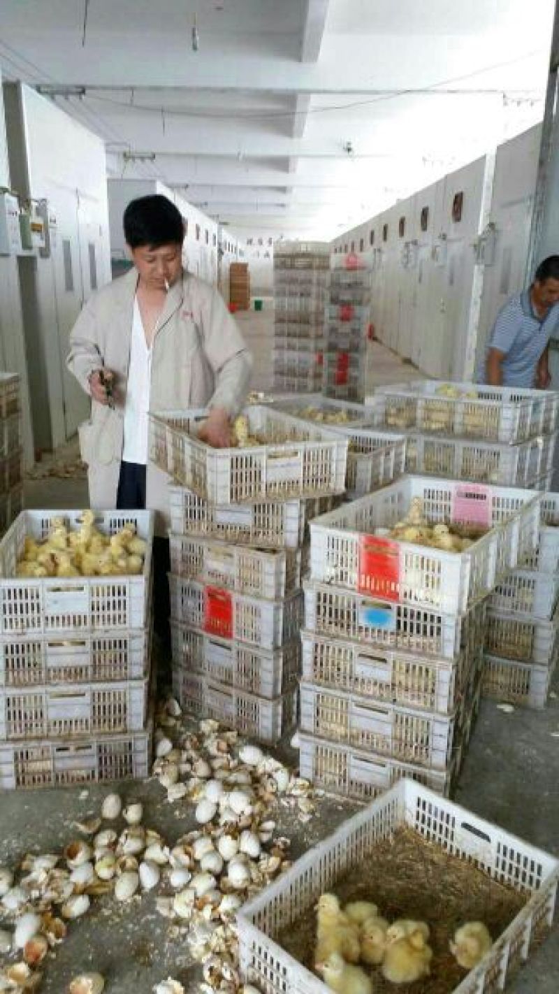 泰州白鹅鹅苗250g以上