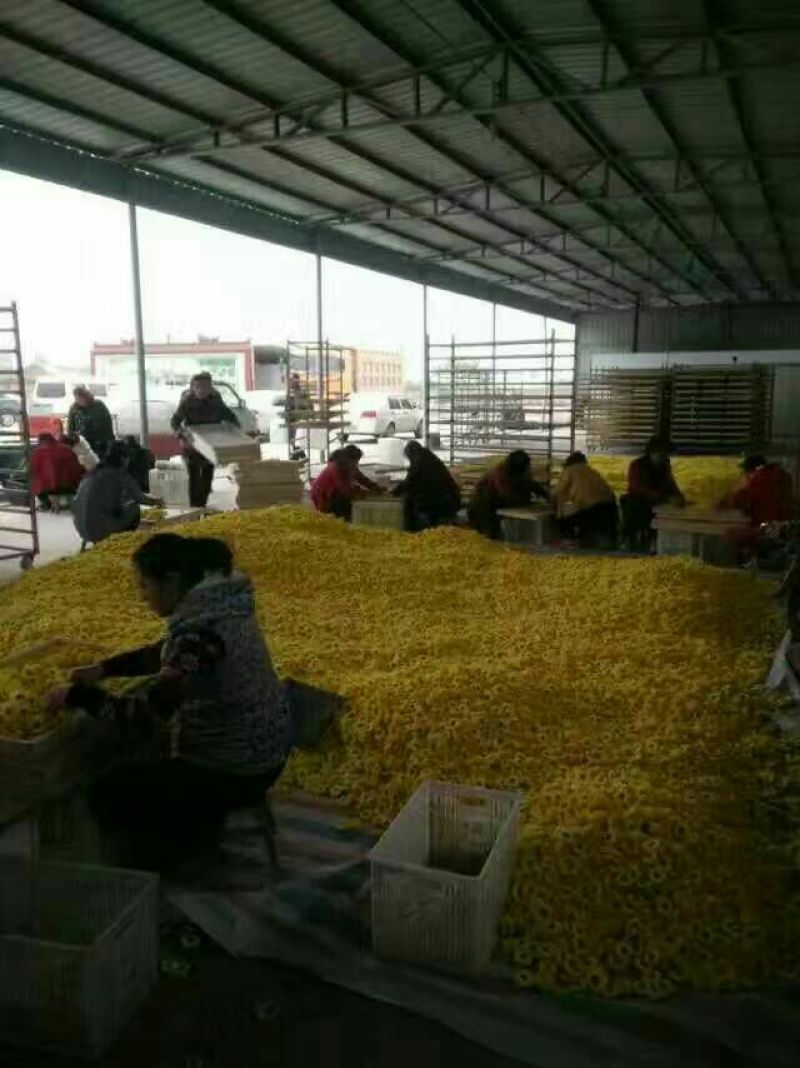 皇菊茶特级