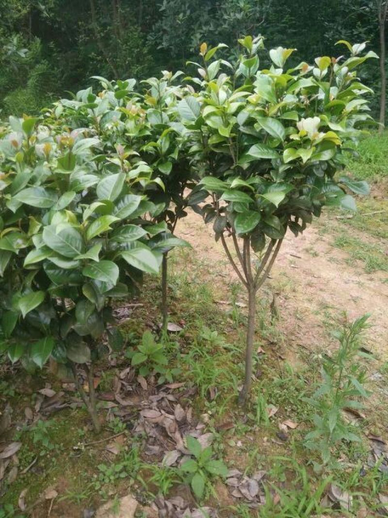 七芯茶花