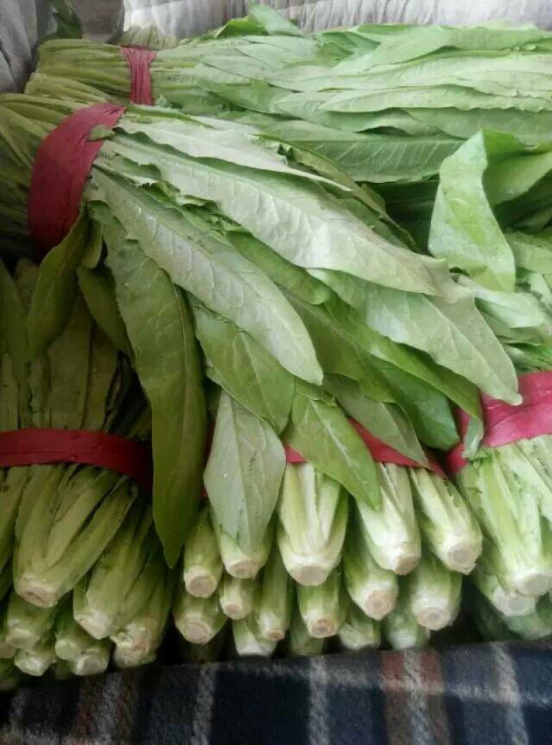 油麦菜20~25厘米以上，一年四季，大量供应