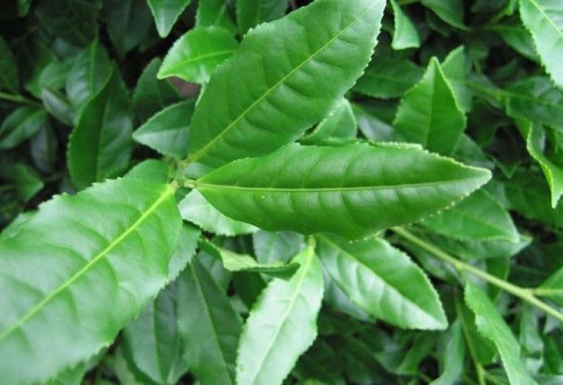 观音茶特级