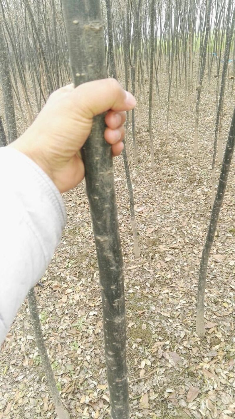 国槐4~6cm4~6cm1~2米