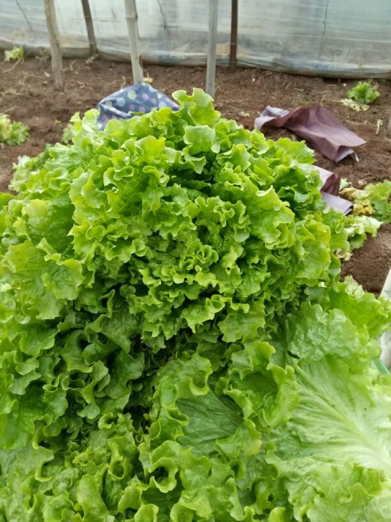散叶生菜4两~5两
