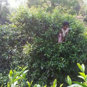 百年大树茶