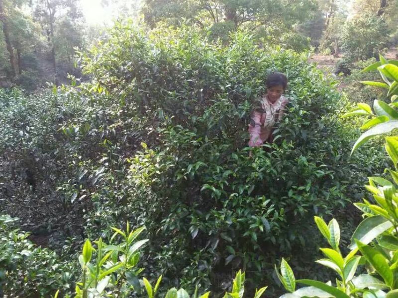 百年大树茶