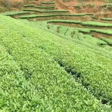 观音茶一级