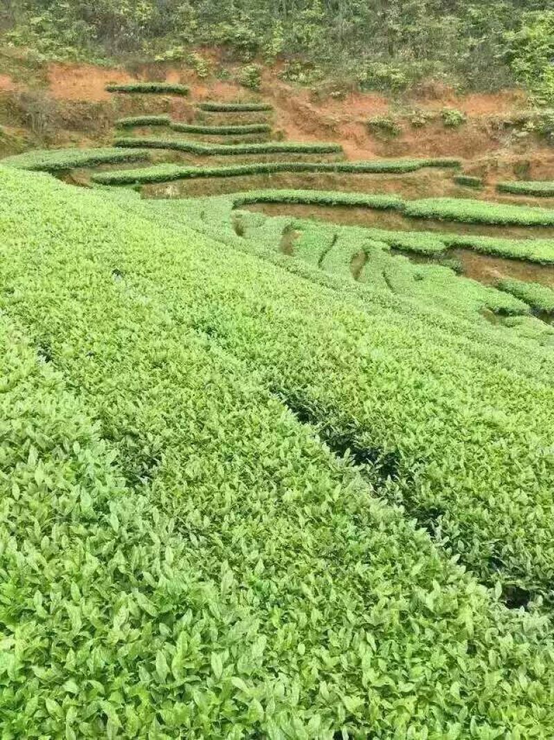 观音茶一级