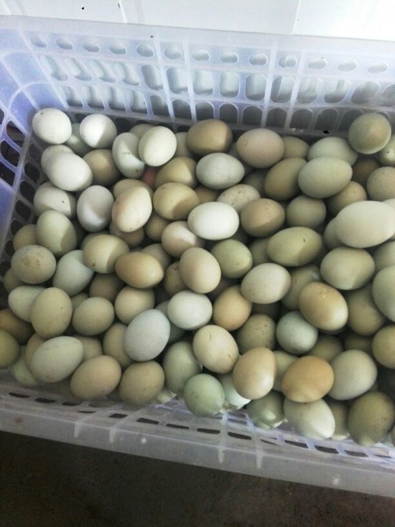 绿壳鸡蛋食用50g以下