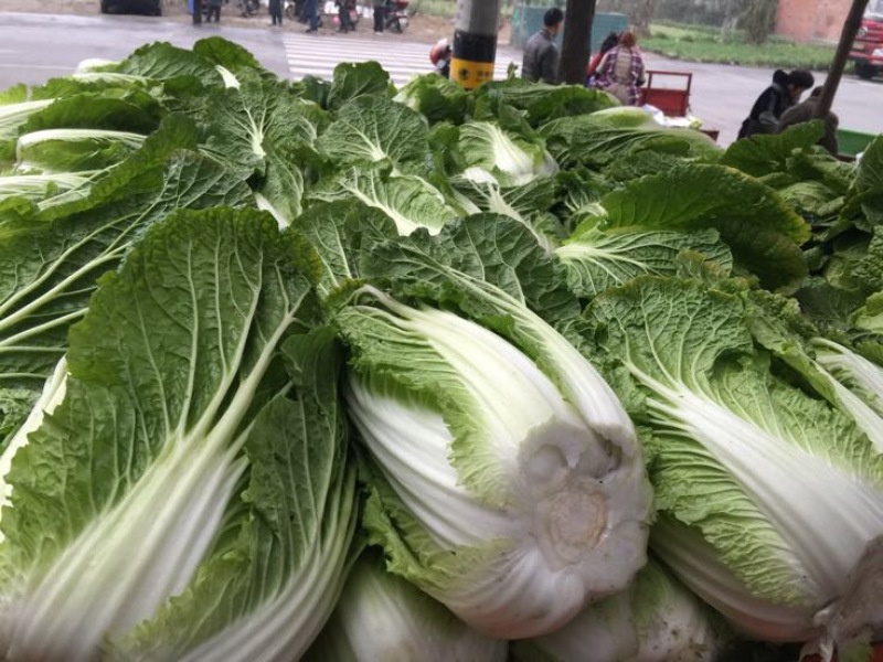 黄心白菜2-4斤秋胜，彭州冬白菜大量上市了
