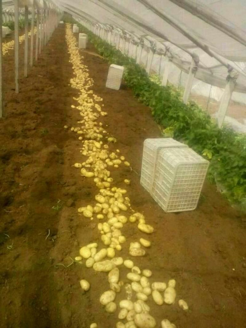 山东荷兰土豆大量上市产地基地都有货欢迎全国各地客商