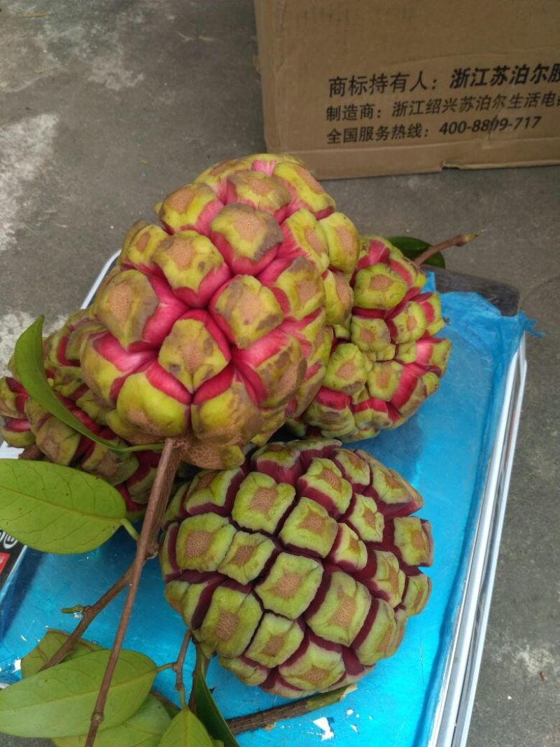 布福娜树苗20~30cm
