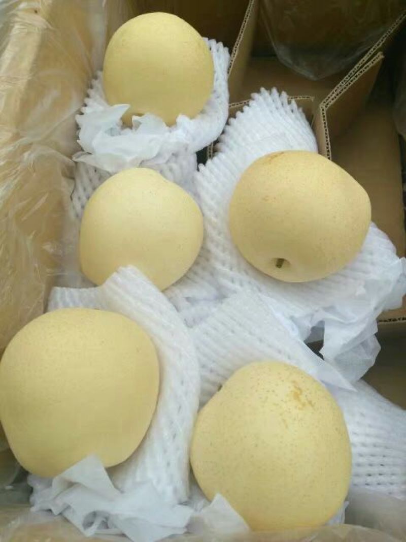 皇冠梨550~600g纸箱