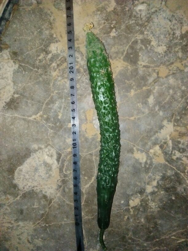 商丘批发