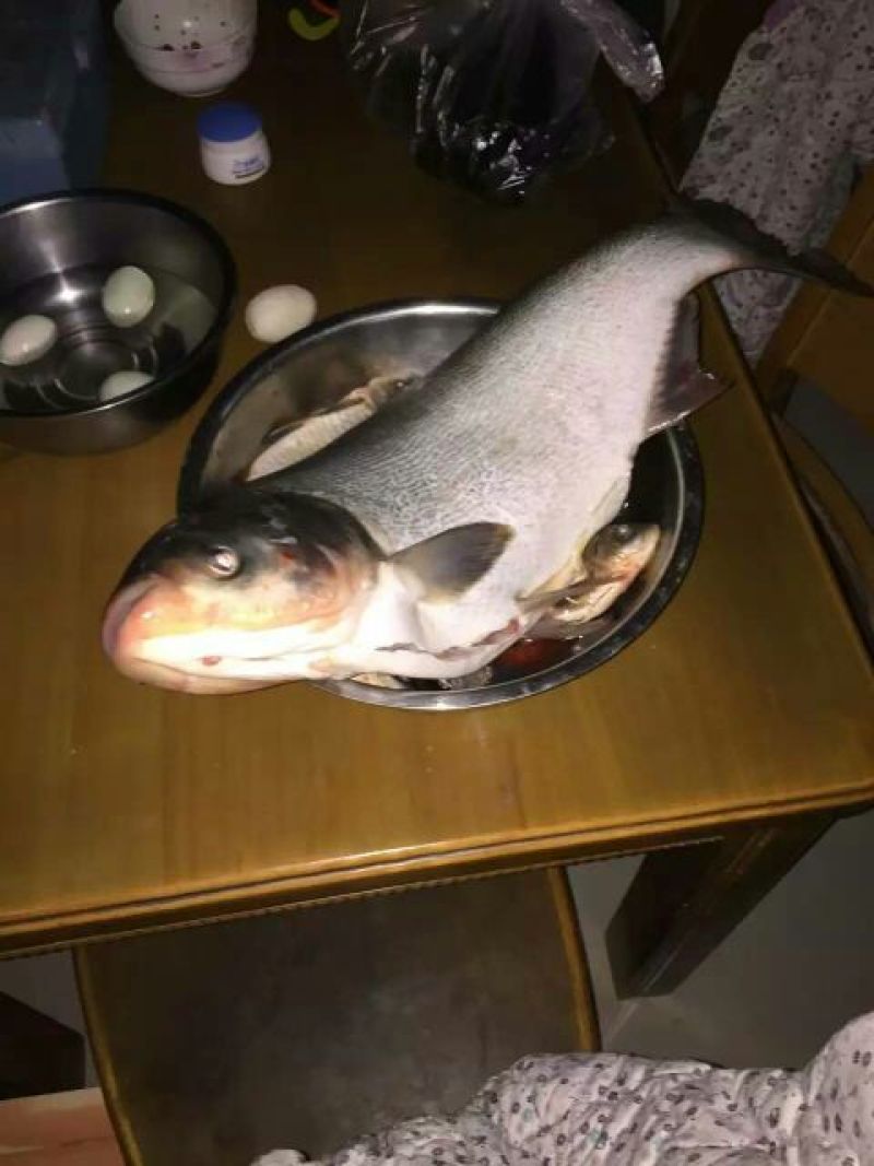 鲢鱼食用活鱼
