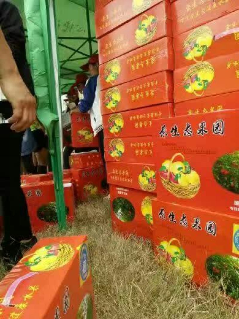 砀山梨