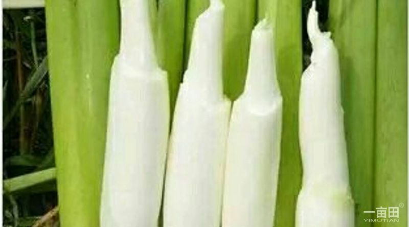 美人茭带壳