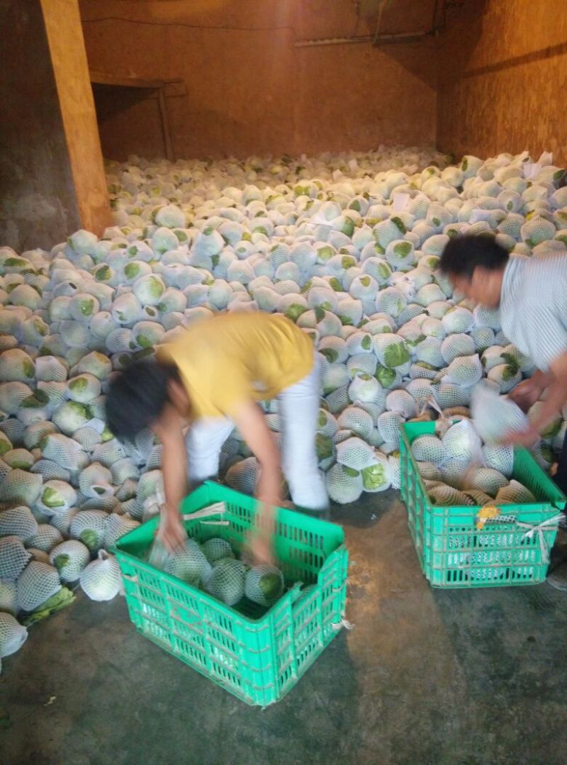 绿甘蓝高山绿色太白甘蓝