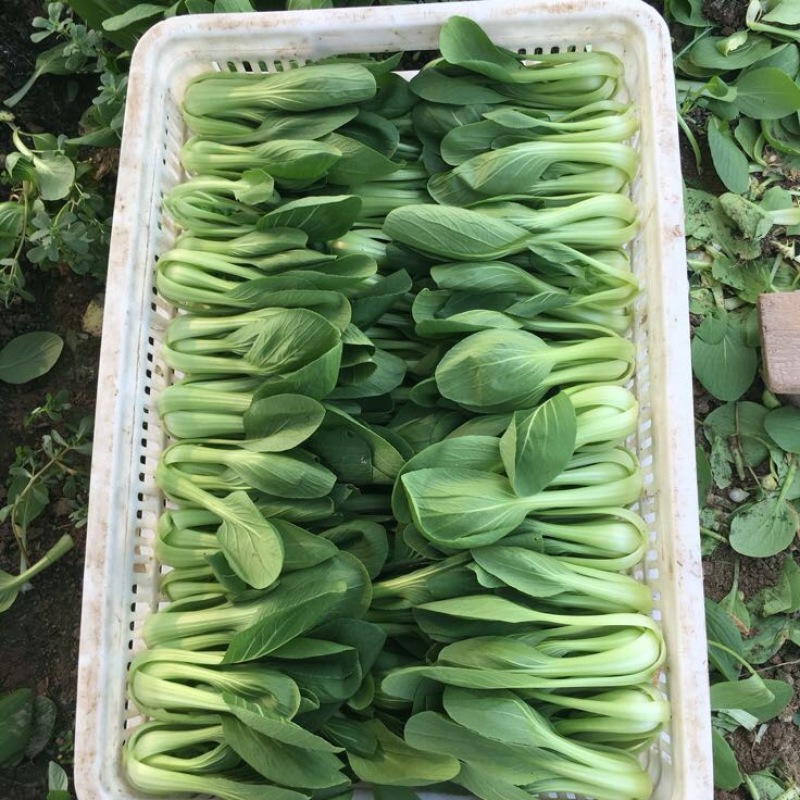 青菜