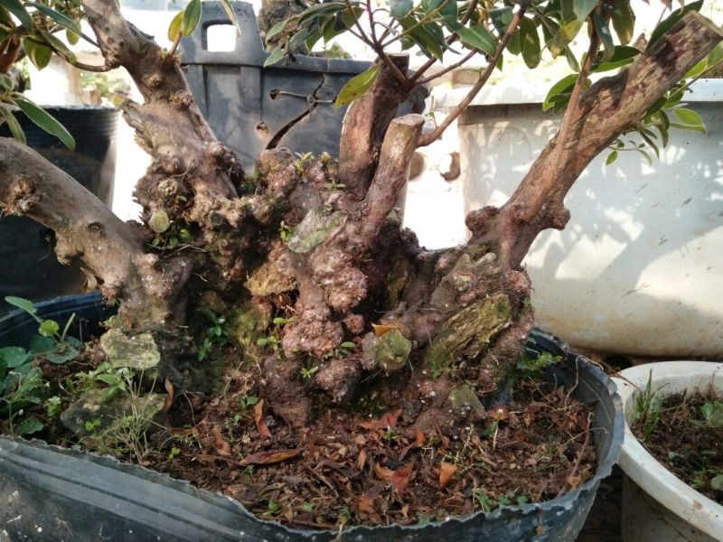 杜鹃树桩30~35cm