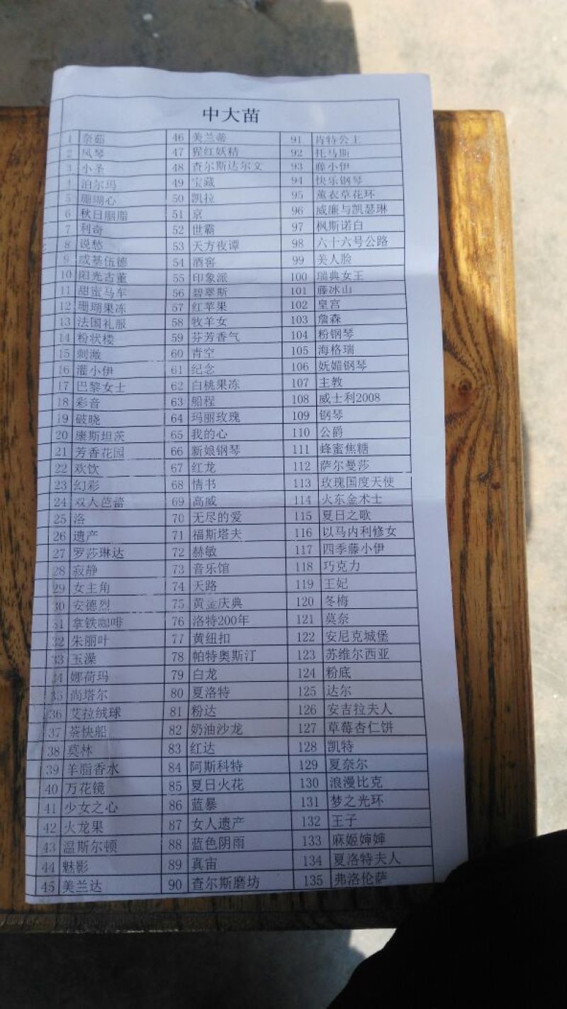欧洲月季10~20cm