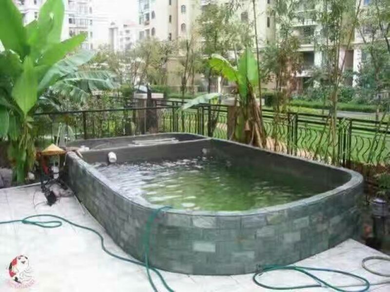 瓜叶菊种苗