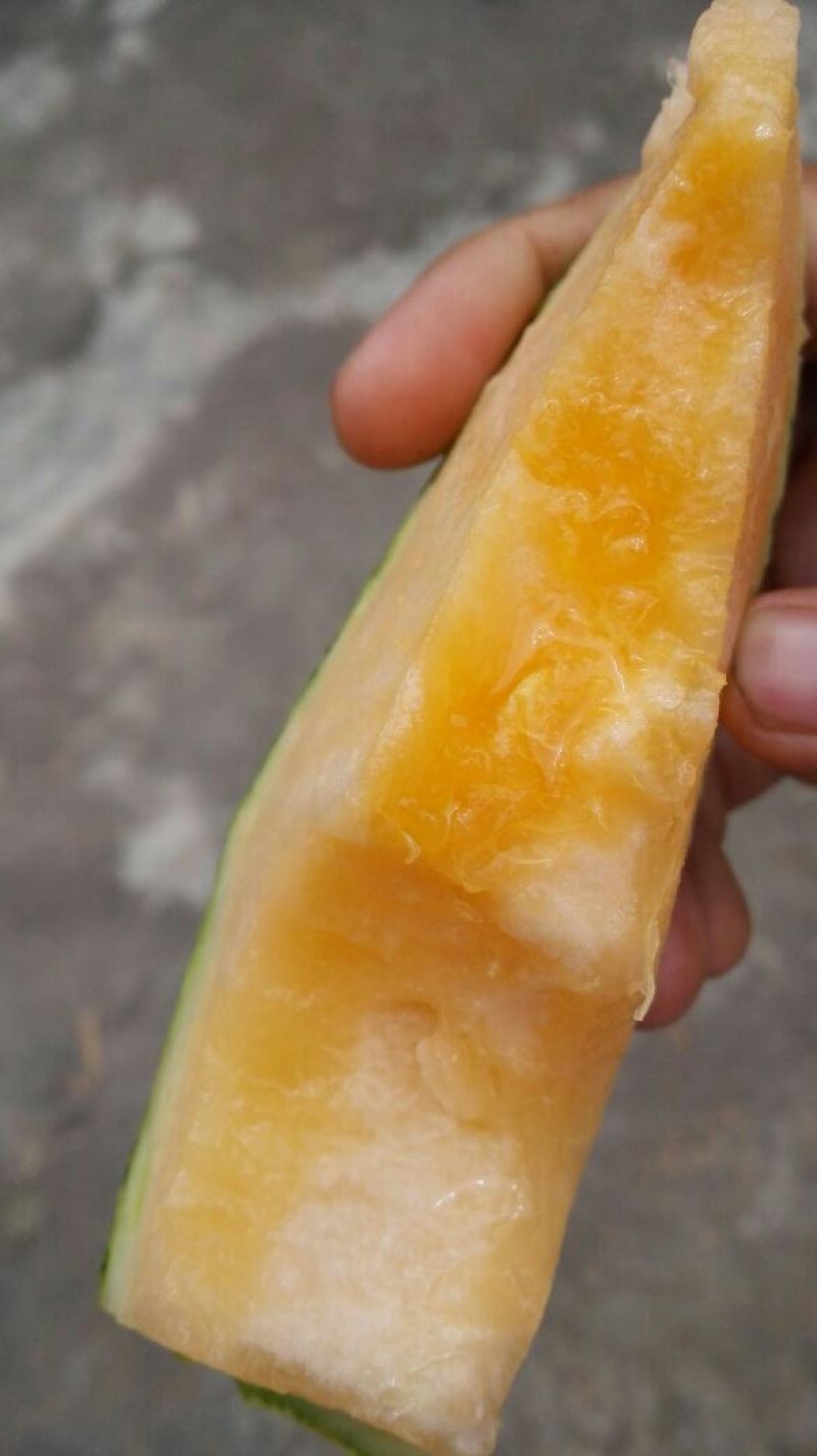 伽师瓜5斤以上长圆形