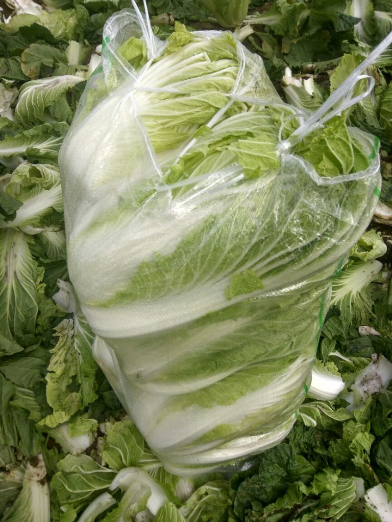 夏邑县青杂三号白菜，1毛3/斤，市场皆可，耐储存，耐运输