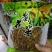 干黄花菜袋装一级