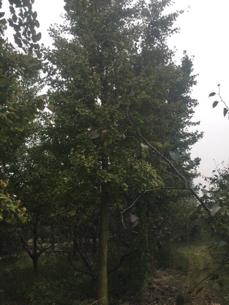 银杏树山东货源产地直销，精品树形，各种规格齐全