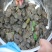 鳖