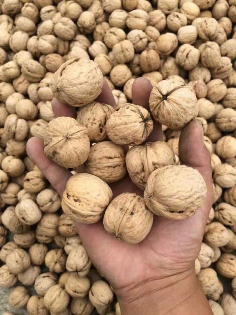 薄皮核桃去皮干