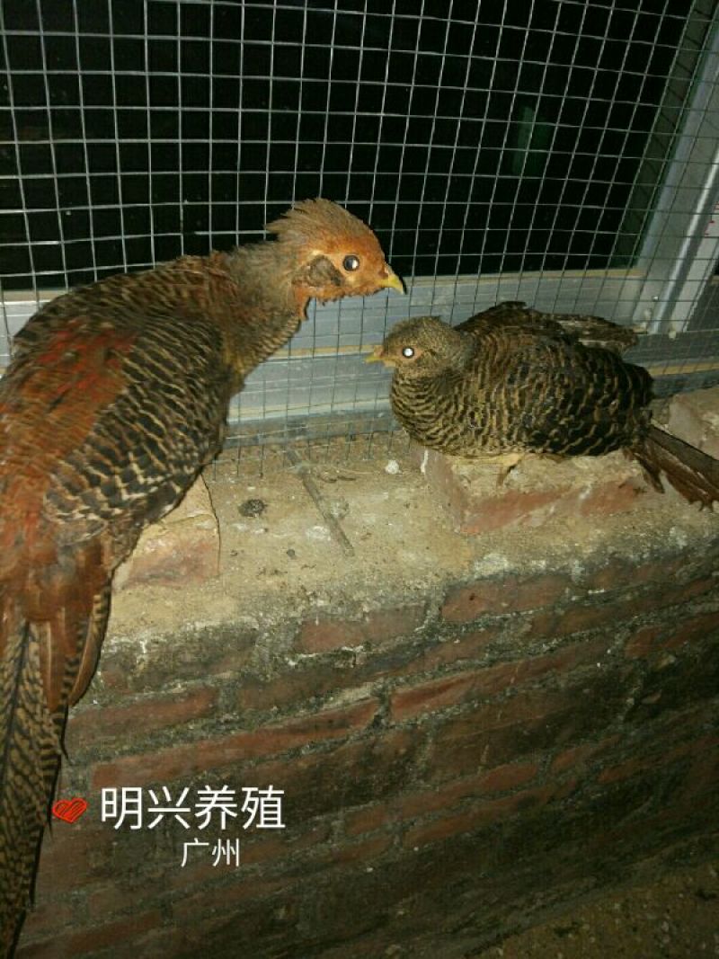 白腹锦鸡苗1斤以上