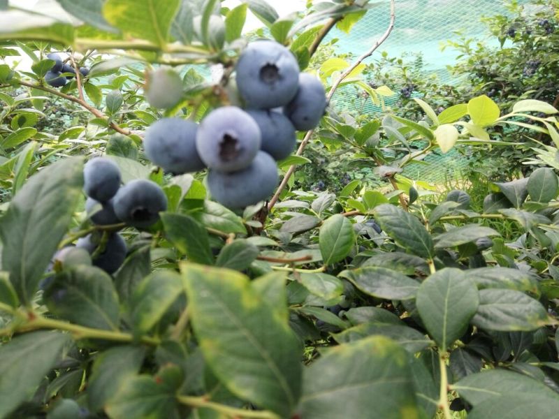 蓝莓8~10mm以上