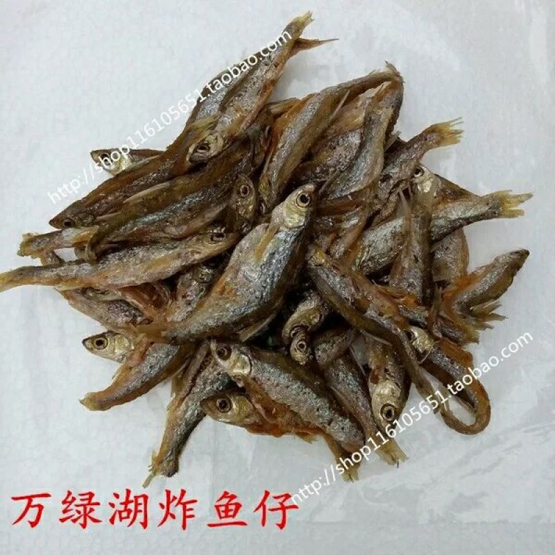 小白鱼