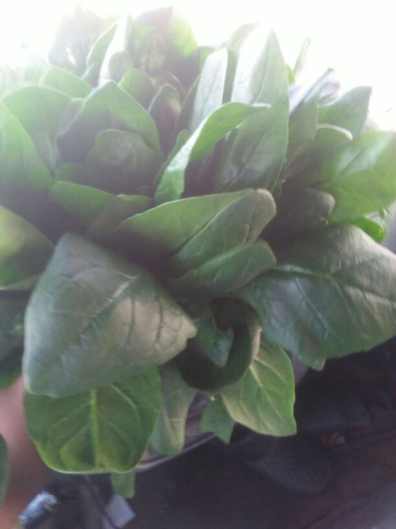 黑叶菠菜20~25厘米
