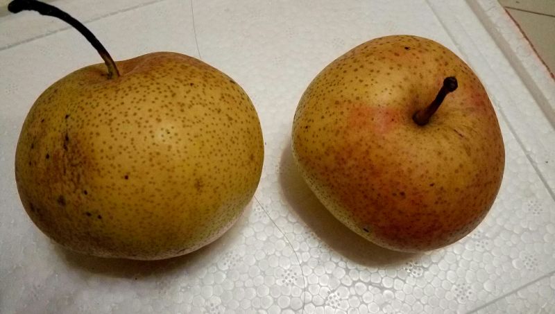 苹果梨350~400g纸箱