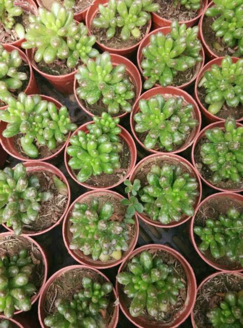 多肉植物带盆栽好