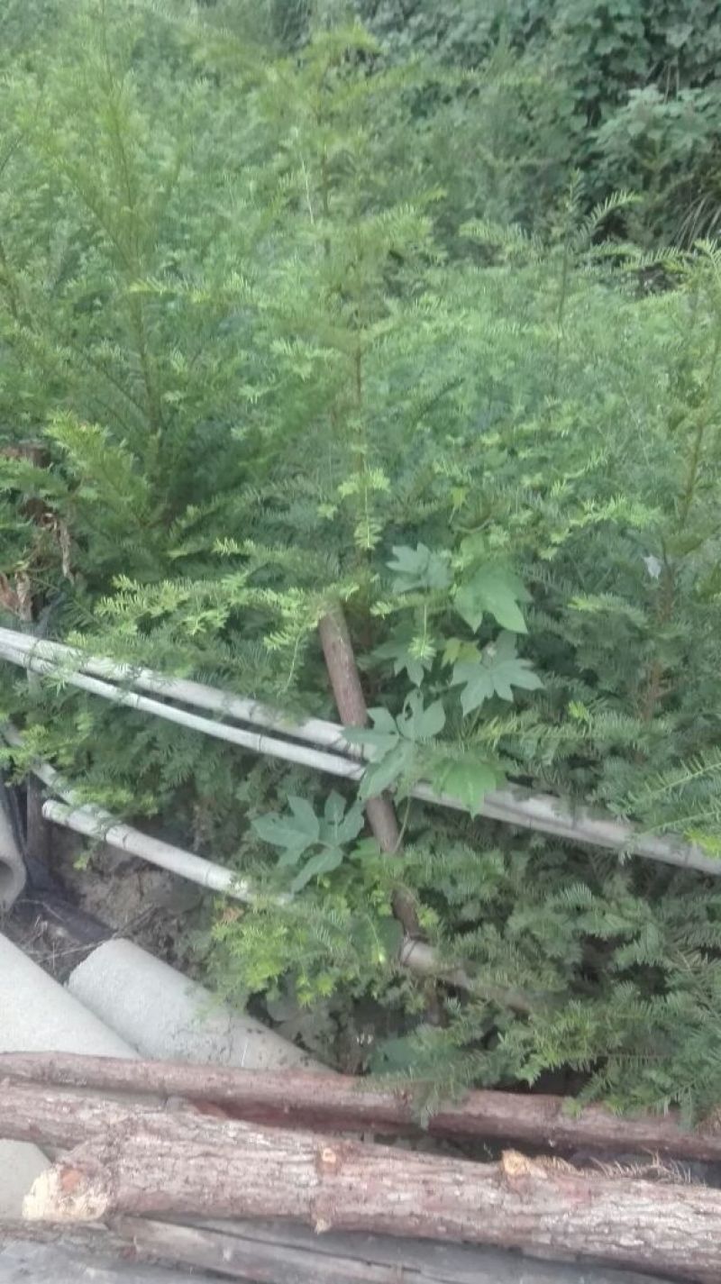 红豆衫1.5~2m