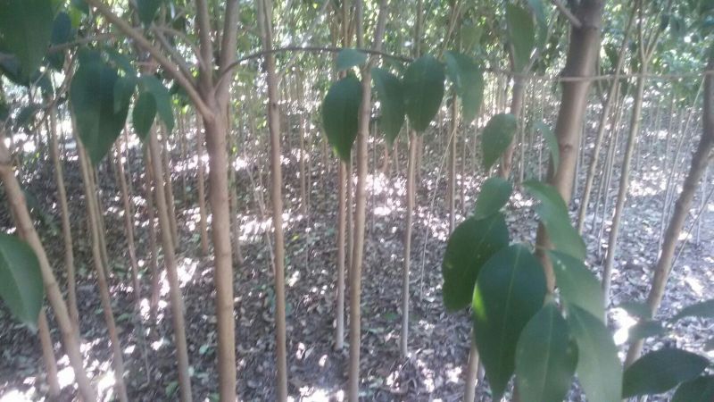 大叶女贞4cm以下