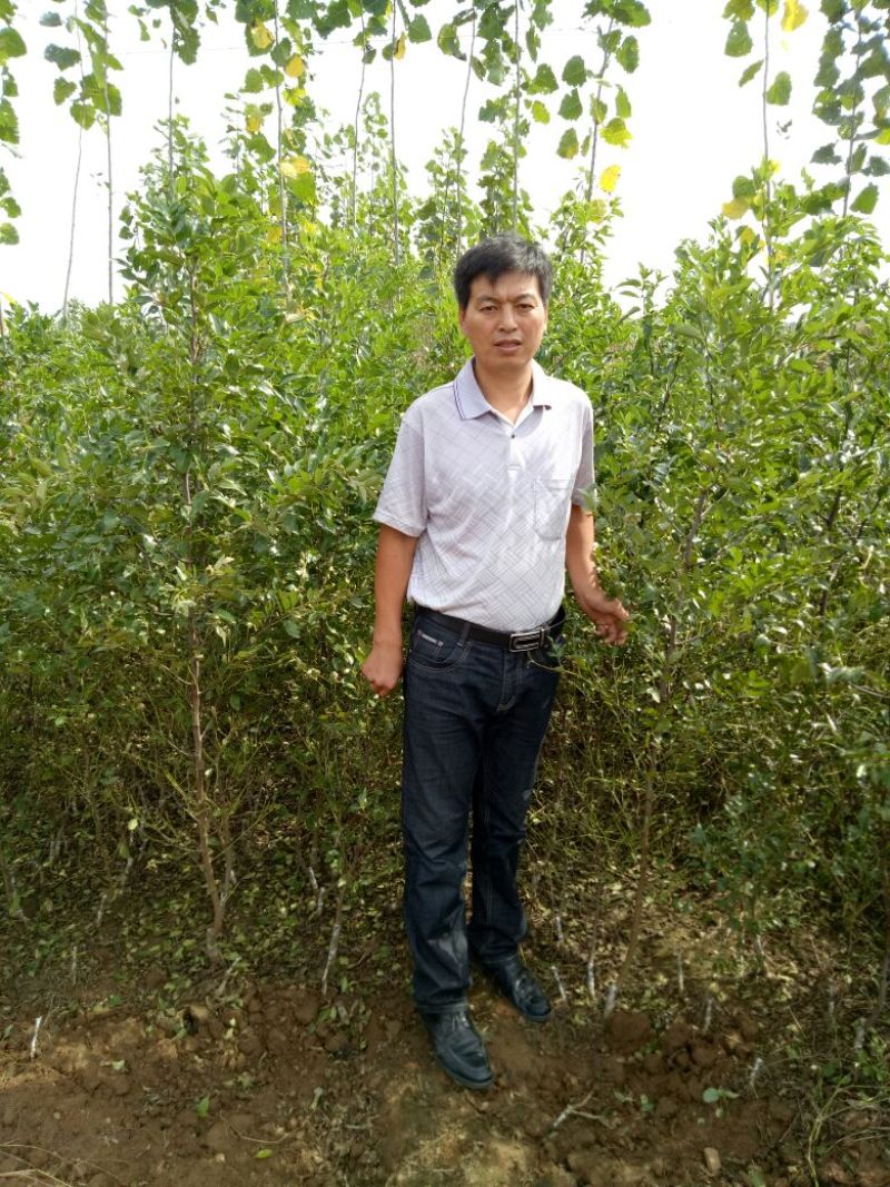 蟠枣树苗：龙须枣苗，冰糖枣苗，酸枣苗，2，3公分冬枣树苗