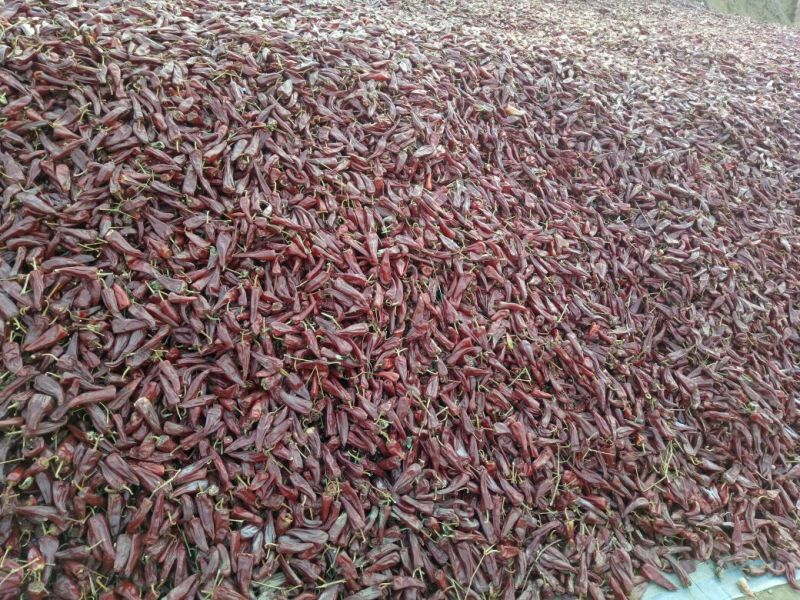 油椒干辣椒上通货8.5成干