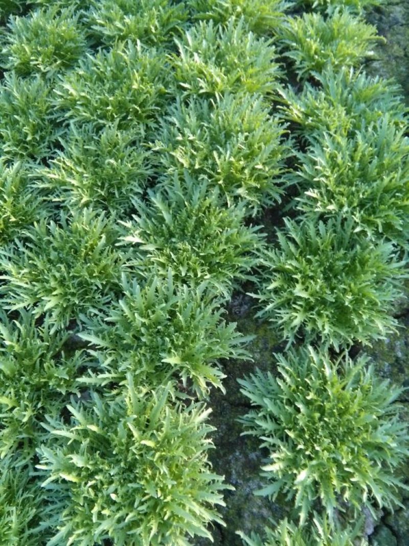苦菊15~20cm