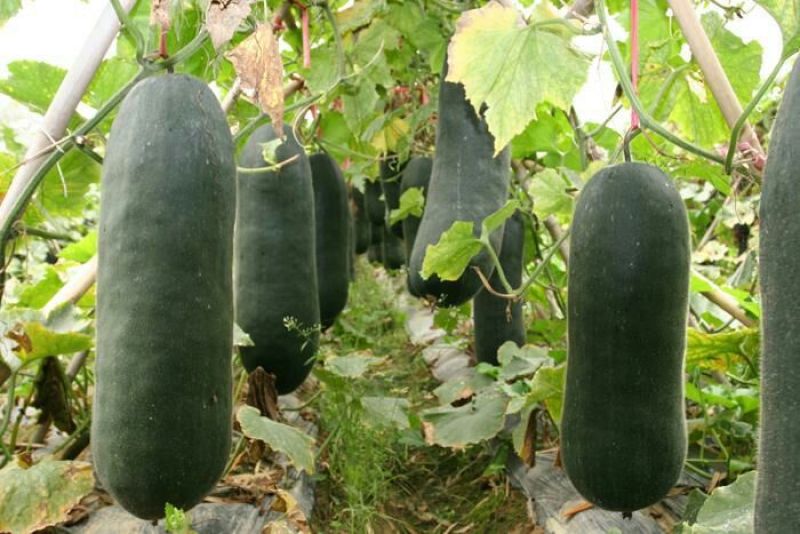 黑皮冬瓜，没黑心，价格便宜货量好，可以长期供货