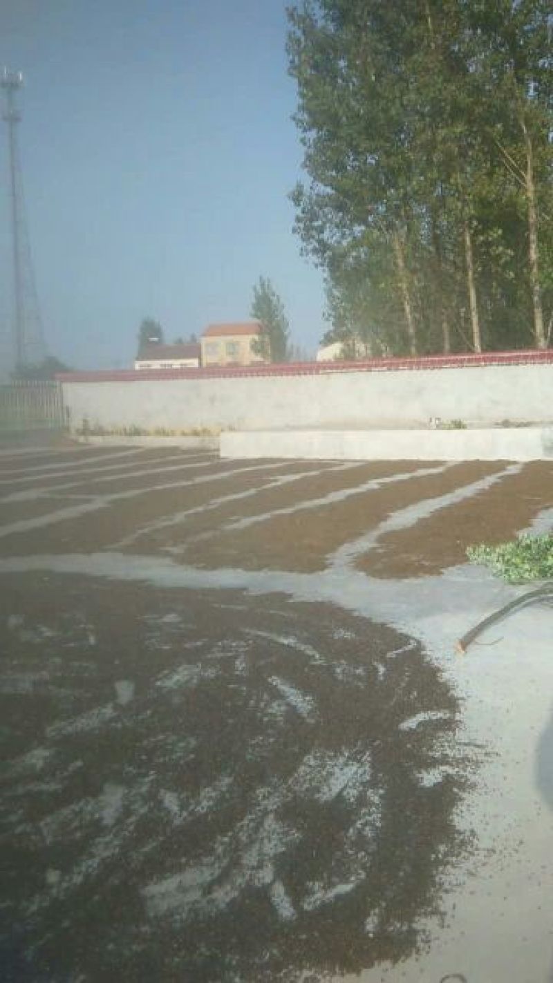 野菊花颗粒