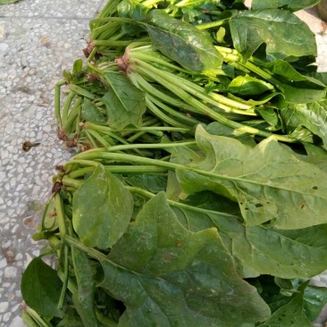 大叶菠菜10~15厘米
