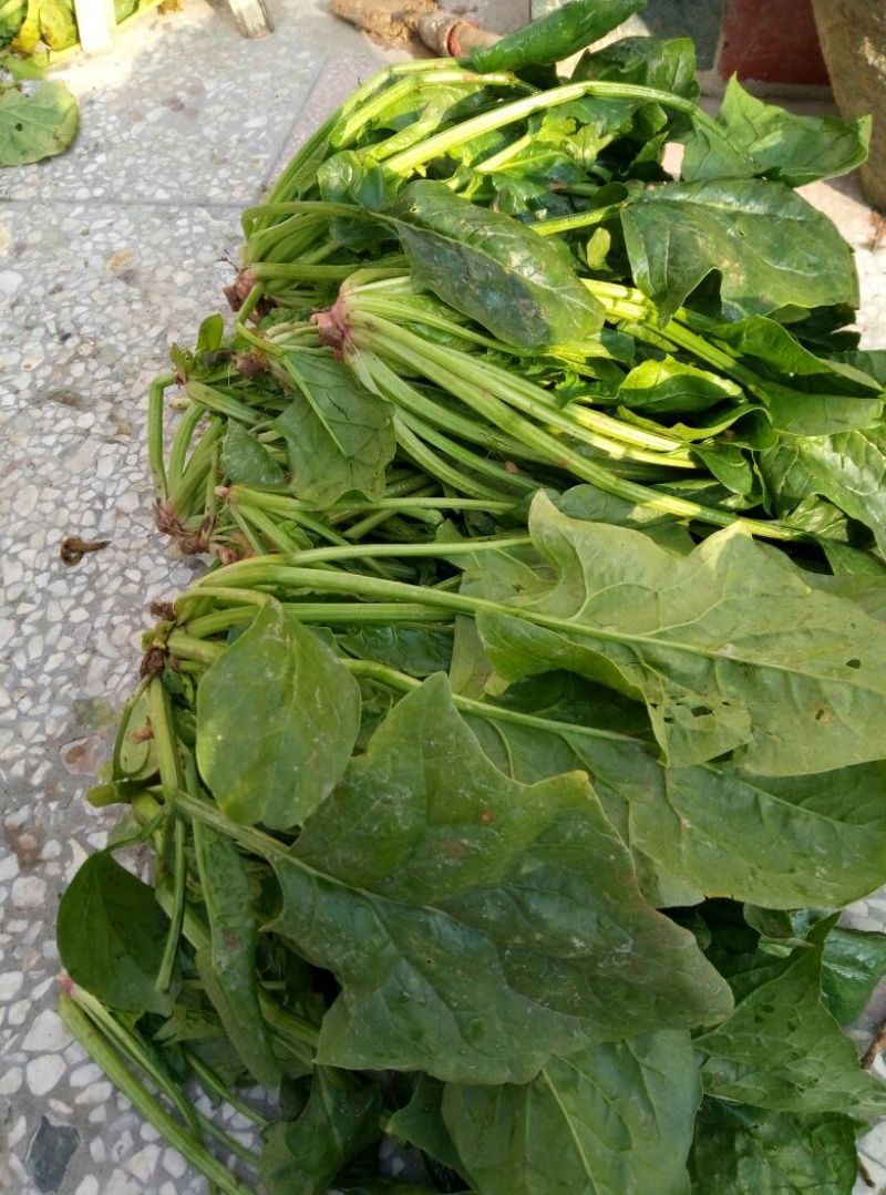 大叶菠菜10~15厘米