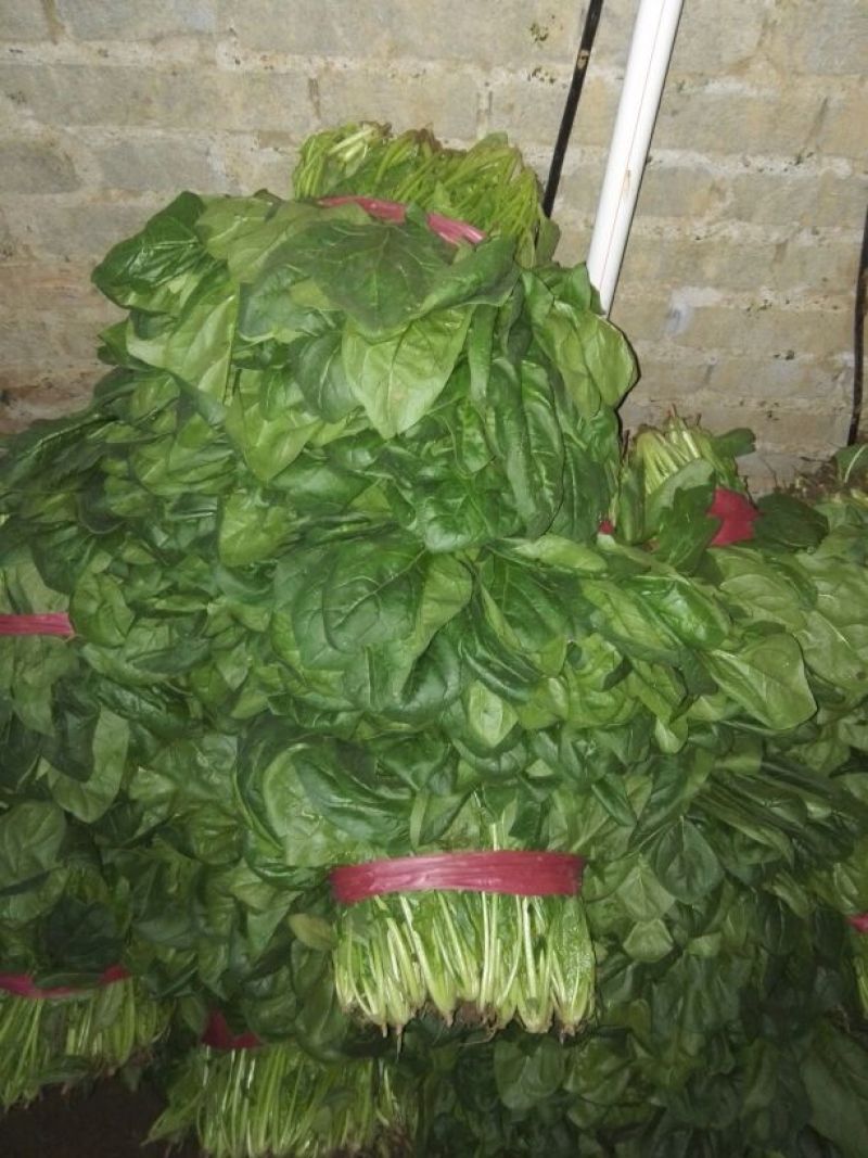 大叶菠菜20~25厘米